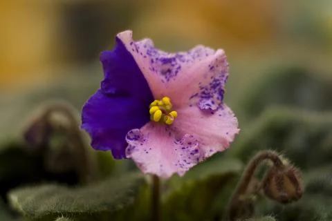 Violet flower close up Stock Photos