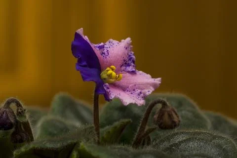Violet flower close up Stock Photos