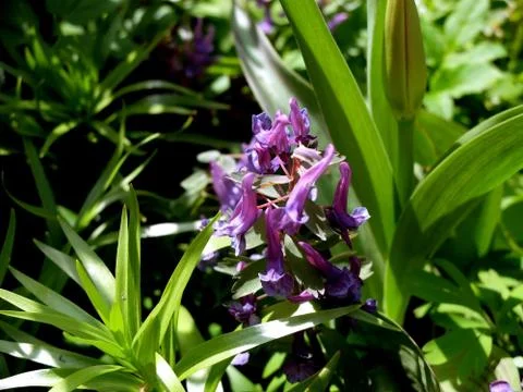 Violet flower close up, side view Stock Photos