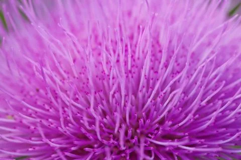 Violet flower on a closeup Stock Photos