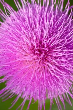 Violet flower on a closeup Stock Photos