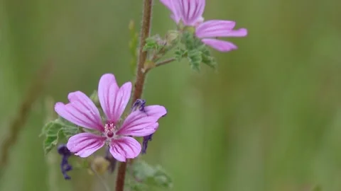 Violet flower Common Mallow (Malva sylvestris) on a meadow. Stock Footage 132736191