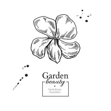 Violet flower drawing. Vector hand drawn engraved floral set. Vi Stock Illustration