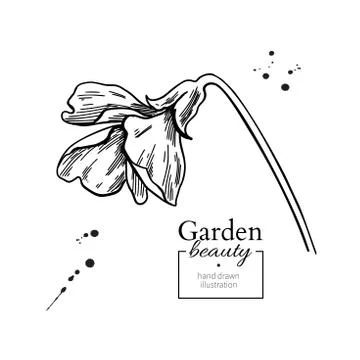 Violet flower drawing. Vector hand drawn engraved floral set. Vi Stock Illustration