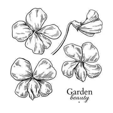 Violet flower drawing. Vector hand drawn engraved floral set. Vi Stock Illustration