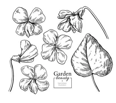 Violet flower drawing. Vector hand drawn engraved floral set. Vi Stock Illustration