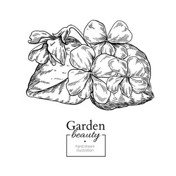 Violet flower drawing. Vector hand drawn engraved floral set. Vi Stock Illustration