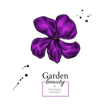 Violet flower drawing. Vector hand drawn floral object. Viola sketch. Stock Illustration
