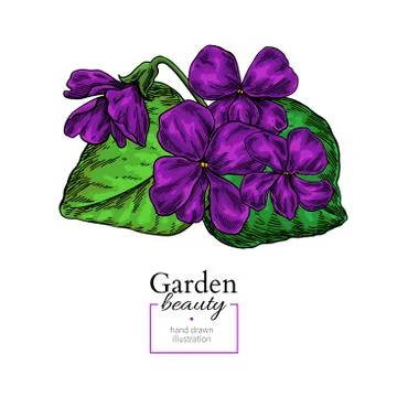 Violet flower drawing. Vector hand drawn floral bouquet. Viola nature sketch. Stock Illustration