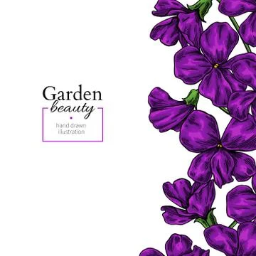 Violet flower drawing. Vector hand drawn floral frame. Viola border sketch. Stock Illustration