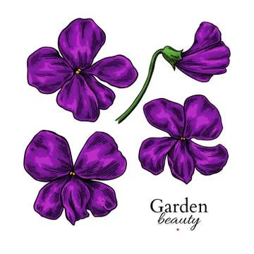Violet flower drawing. Vector hand drawn floral set. Viola sketch. Stock Illustration
