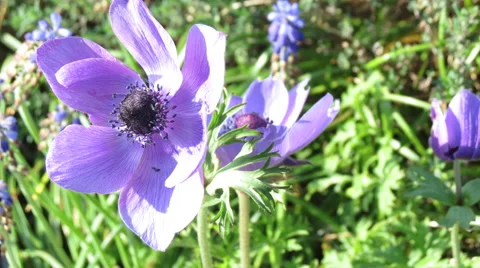 Violet flower in evening Stock Footage 49550474