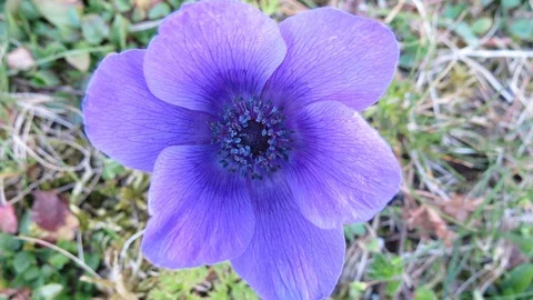 Violet flower in evening Stock Footage 109423105