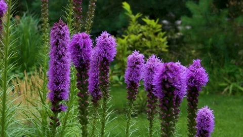 Violet flower in the field.HD 動画素材 153486194