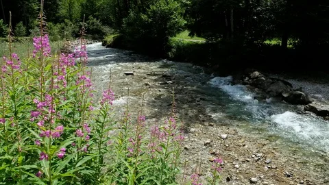 Violet Flower of a fireweed at the brook Oybach in a mountain valley Stock Footage 78234447