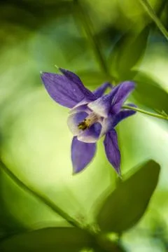 Violet flower of flared shape known as leprechaun hat Stock Photos
