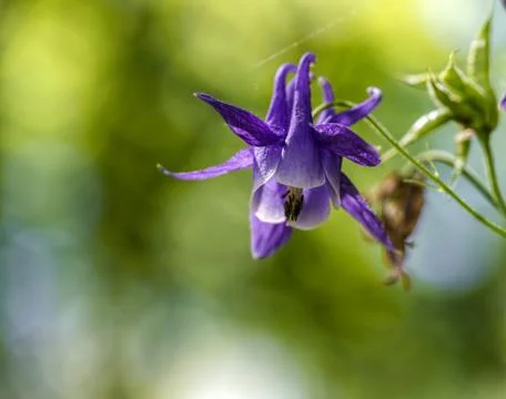 Violet flower of flared shape macro close up Stock Photos