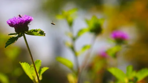 Violet flower with flies Stock Footage 37148380