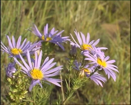 Violet flower. Stock Footage 337419