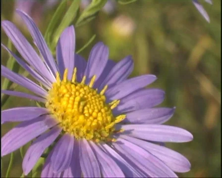 Violet flower. Stock Footage 337420