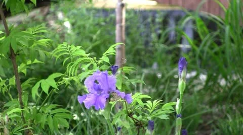 Violet flower Stock Footage 11250776