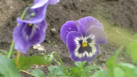 Violet Flower 動画素材 12743520