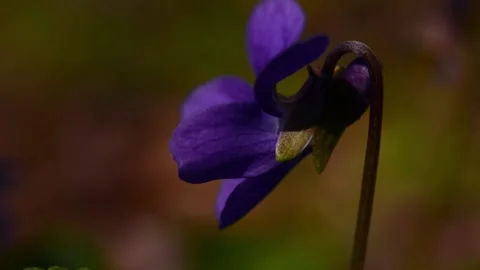 Violet flower Stock Footage 179988145