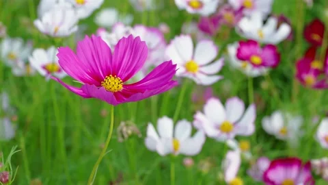 Violet Flower Stock Footage 232403940
