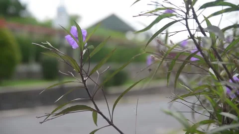 Violet flower footage Stock Footage 164982935