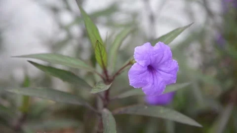 Violet flower footage Stock Footage 164982939