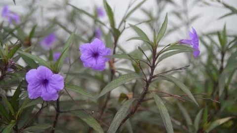 Violet flower footage Stock Footage 164982962