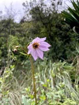 Violet flower in the forest Stock Photos