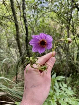 Violet flower in the forest Stock Photos
