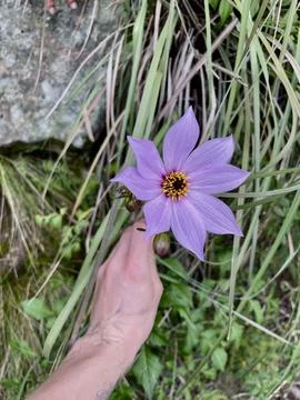 Violet flower in the forest Stock Photos
