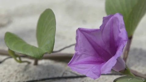 Violet flower in garden Stock Footage 74908357