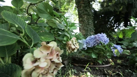 Violet flower in garden Stock Footage 101290535