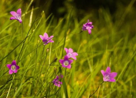 Violet flower in the garden Stock Photos