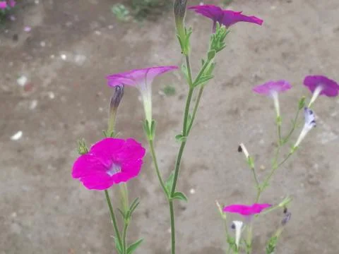 A Violet flower in a hanging pot from top angle. Stock Photos