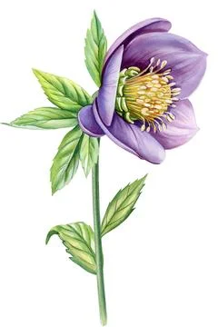 Violet flower hellebore isolated object. Flora Hand drawn watercolor botanical Stock Illustration