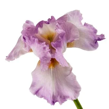 Violet flower of iris, isolated on white background Stock Photos
