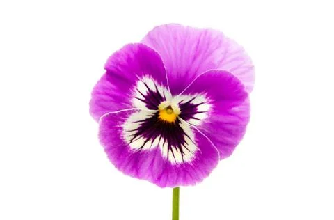 Violet flower isolated Stock Photos