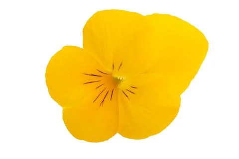 Violet flower isolated Stock Photos