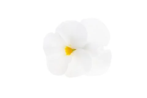 Violet flower isolated Stock Photos