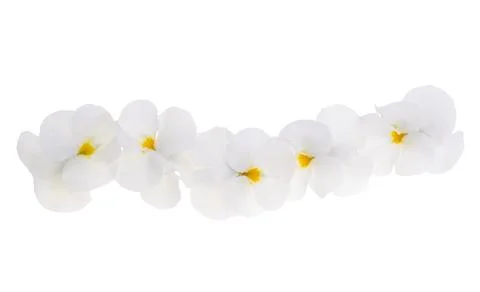 Violet flower isolated Stock Photos