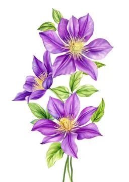 Violet Flower isolated white background watercolor illustration botanical Stock Illustration