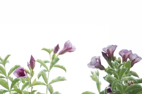 Violet flower with leaf frame and corner Stock Photos