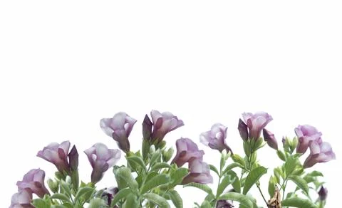 Violet flower with leaf frame and corner Stock Photos