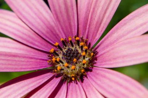 Violet flower macro Stock Photos