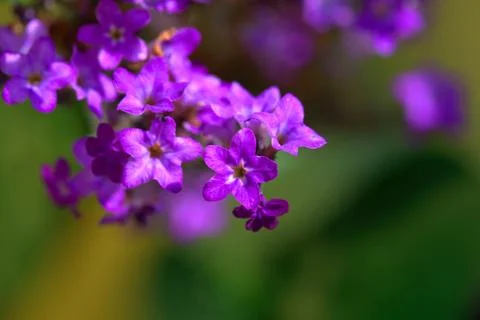 Violet flower macro Stock Photos