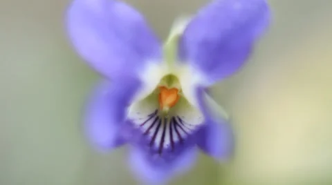 Violet flower (macro video) blooming in spring. Video stock 35406057
